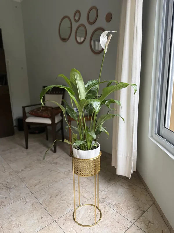 Foto de un comprador